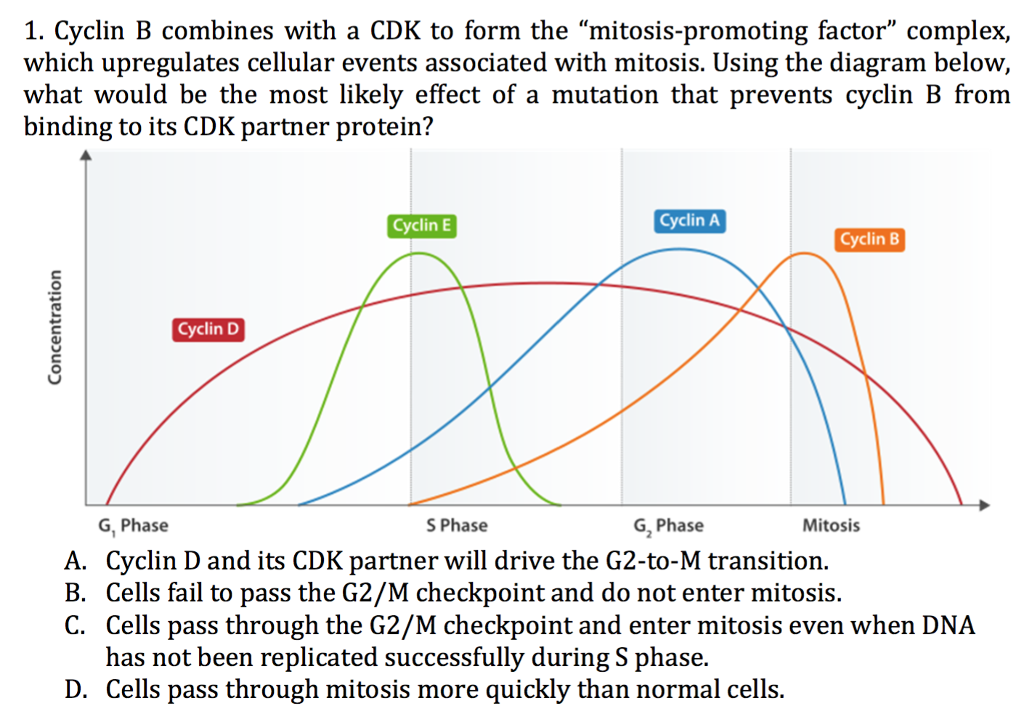 Solved 1. Cyclin B Combines With A CDK To Form The | Chegg.com | Chegg.com