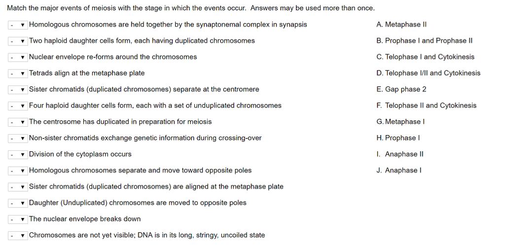 form 1031 exchange for Events With Solved: Stage I Major Match The The Meiosis Of