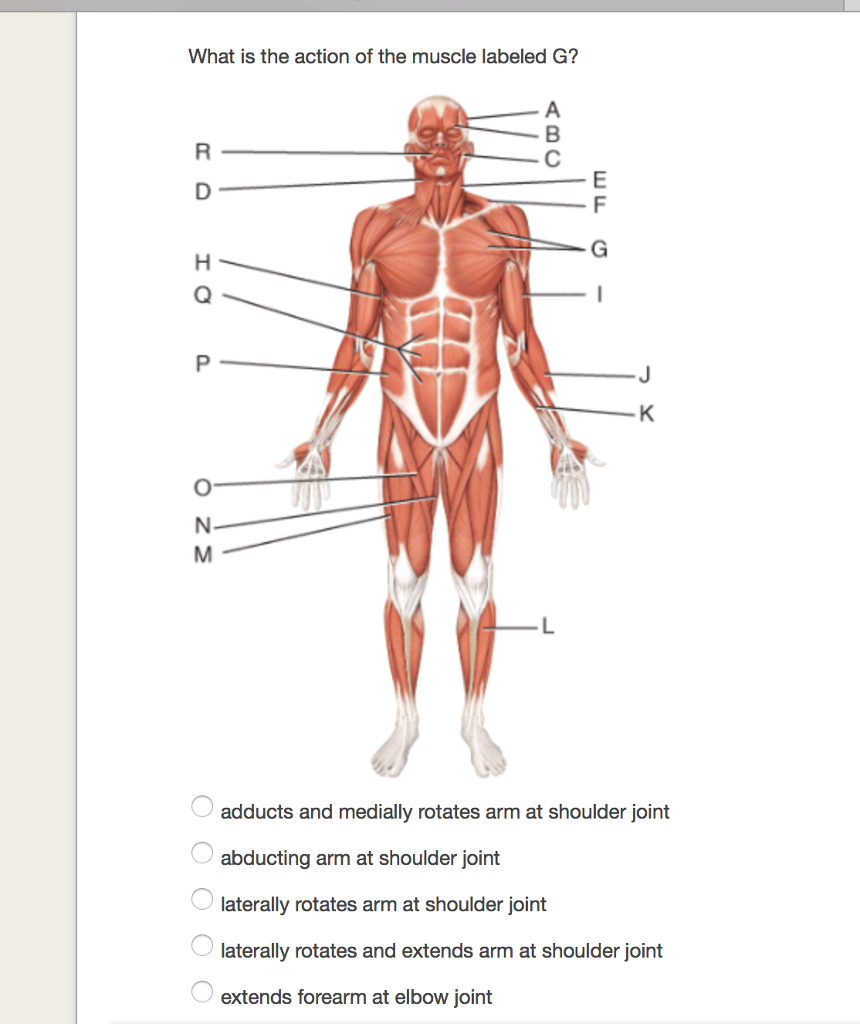 Solved Which three muscles make up the hamstring? OL, M,N | Chegg.com