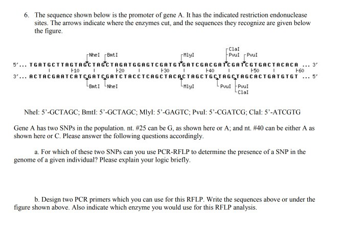 solved-the-sequence-shown-below-is-the-promoter-of-gene-a-chegg