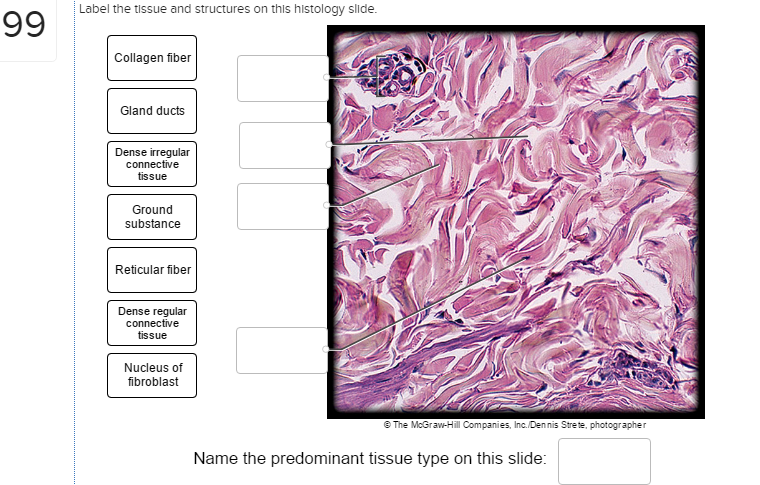 Solved: Label The Tissue And Structures On This Histology ... | Chegg.com