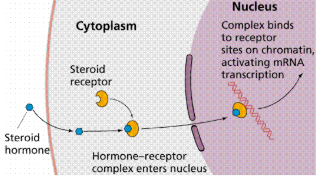 Solved Multiple choice Look at the diagram above. The | Chegg.com