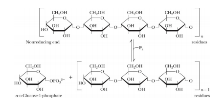 Glycogen phosphorylase converts glycogen into glucose | Chegg.com