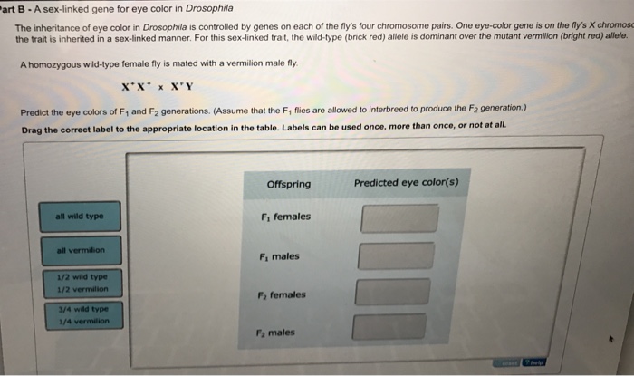 Solved A Sex Linked Gene For Eye Color In Drosophila The 6464