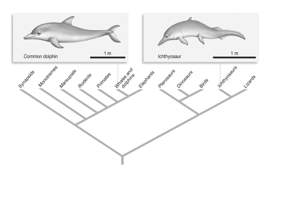 solved-common-dolphins-and-ichthyosaurs-have-a-streamlined-chegg