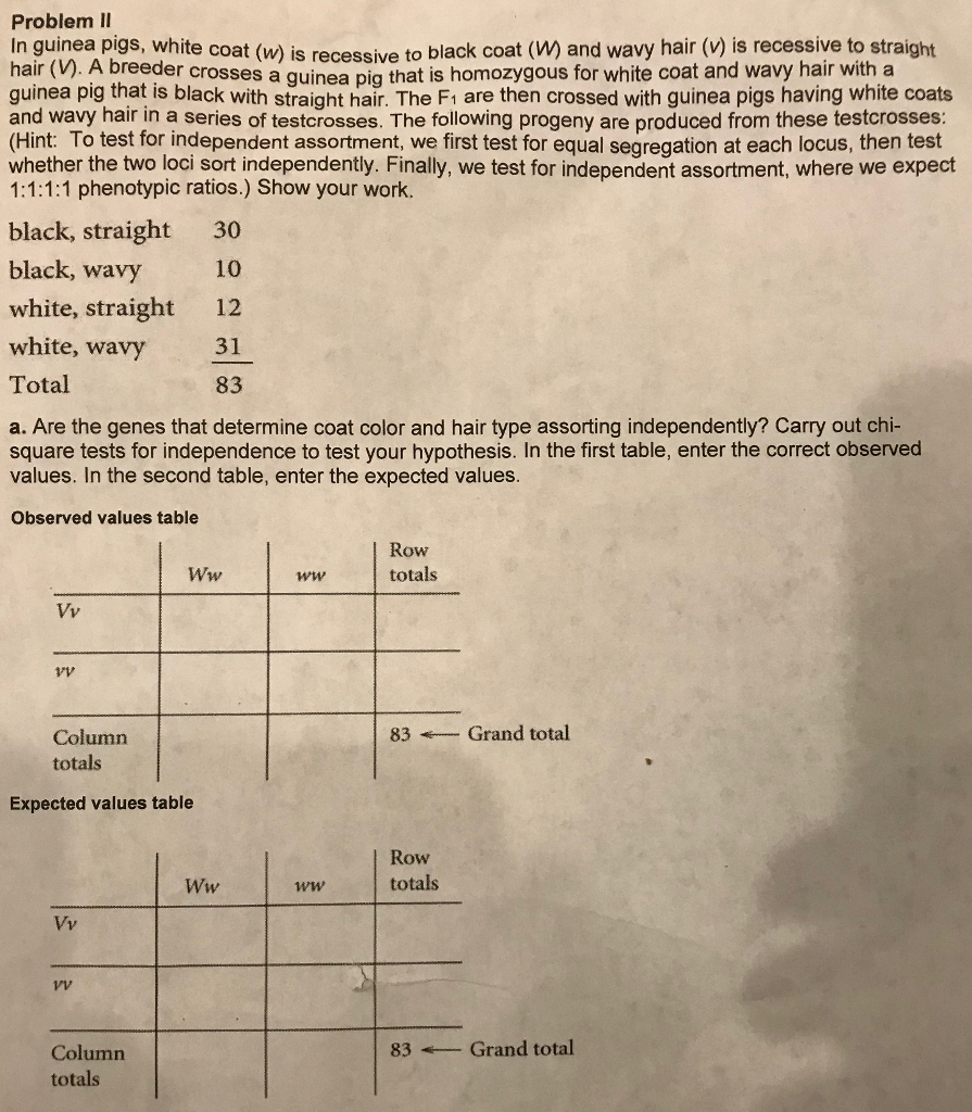 Mysterious Fred A Guinea Pig Test Cross Worksheet Answer Key