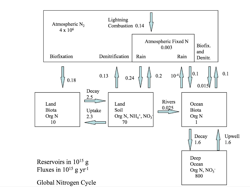 Solved Use the box model of the present-day global nitrogen | Chegg.com