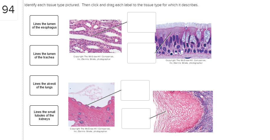 Solved Identify each tissue type pictured. Then click and | Chegg.com