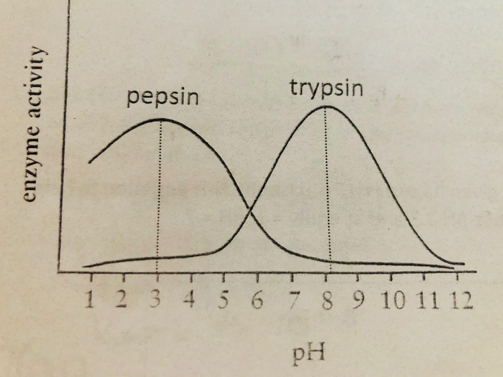 solved-the-image-shows-the-enzyme-activity-of-pepsin-and-chegg