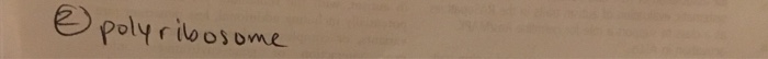 solved-define-in-a-sentence-or-two-polyribosome-chegg