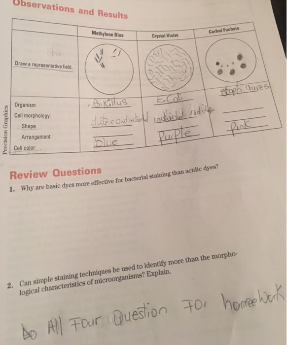 Solved Why are basic dyes effective for bacterial staining
