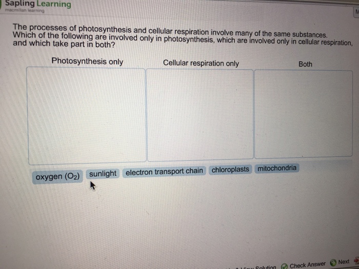 explain the processes of photosynthesis and cellular respiration including the gasses involved