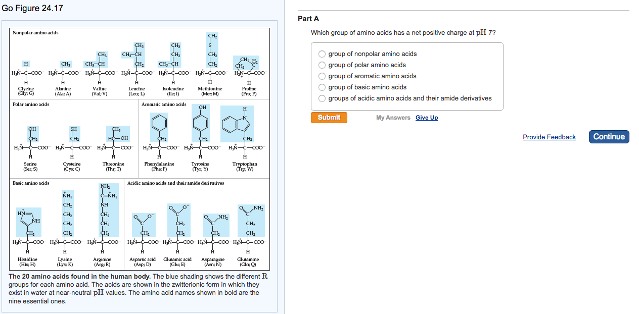 positively charged amino acids