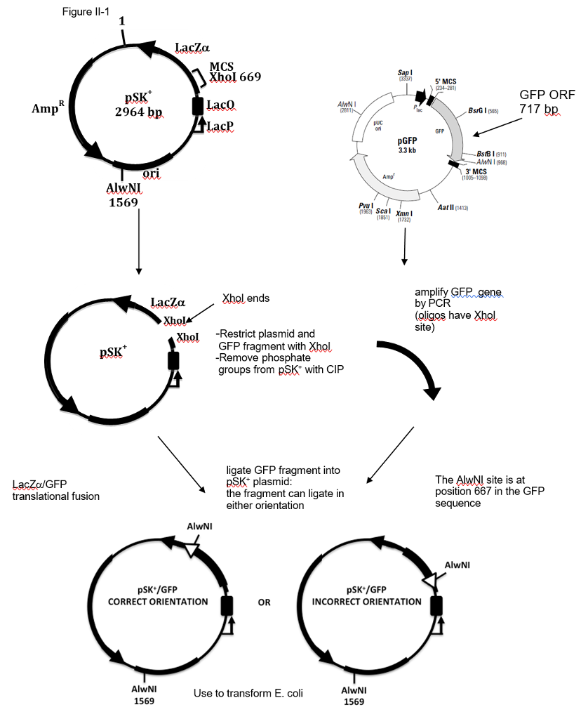 Solved HO O ....DNA STRAND OH HO O C H CH 2 calf intestinal | Chegg.com