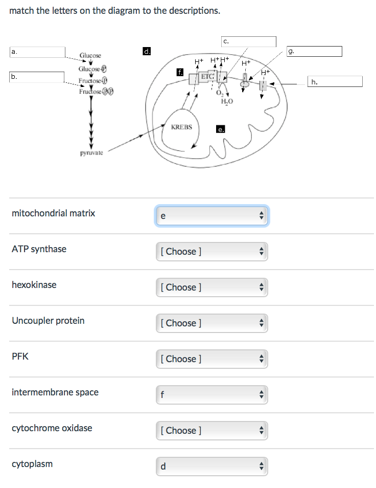Solved match the letters on the diagram to the descriptions. | Chegg.com