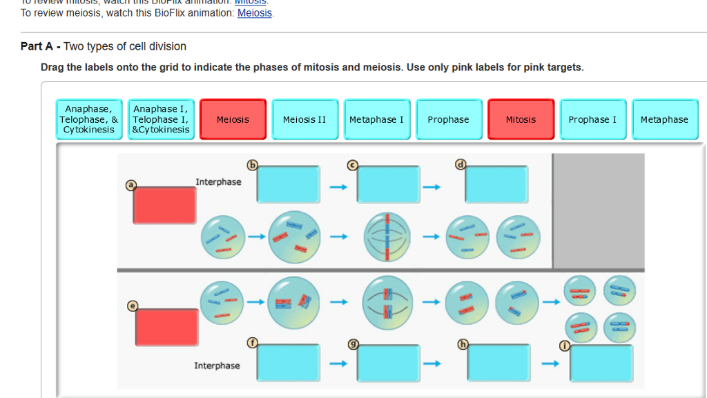 Drag The Labels Onto The Diagram To Identify The Stages Of The Cell