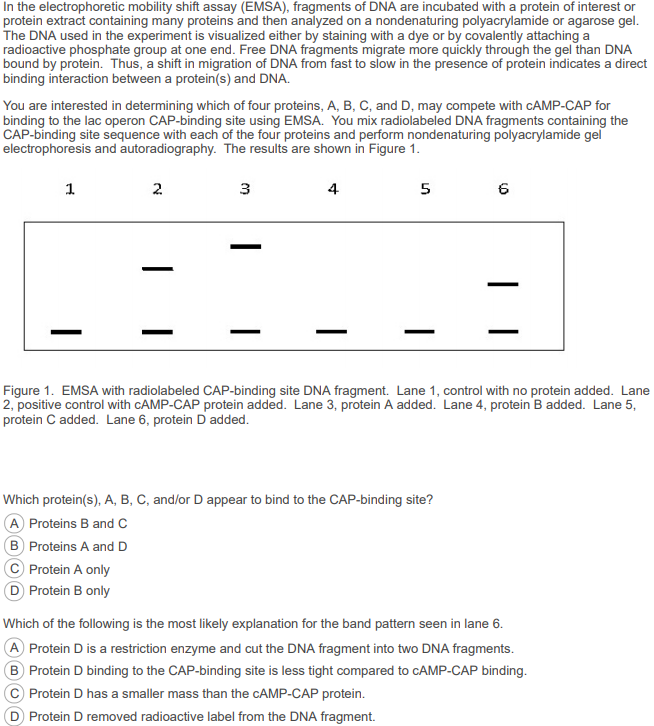 Solved In the electrophoretic mobility shift assay (EMSA), | Chegg.com