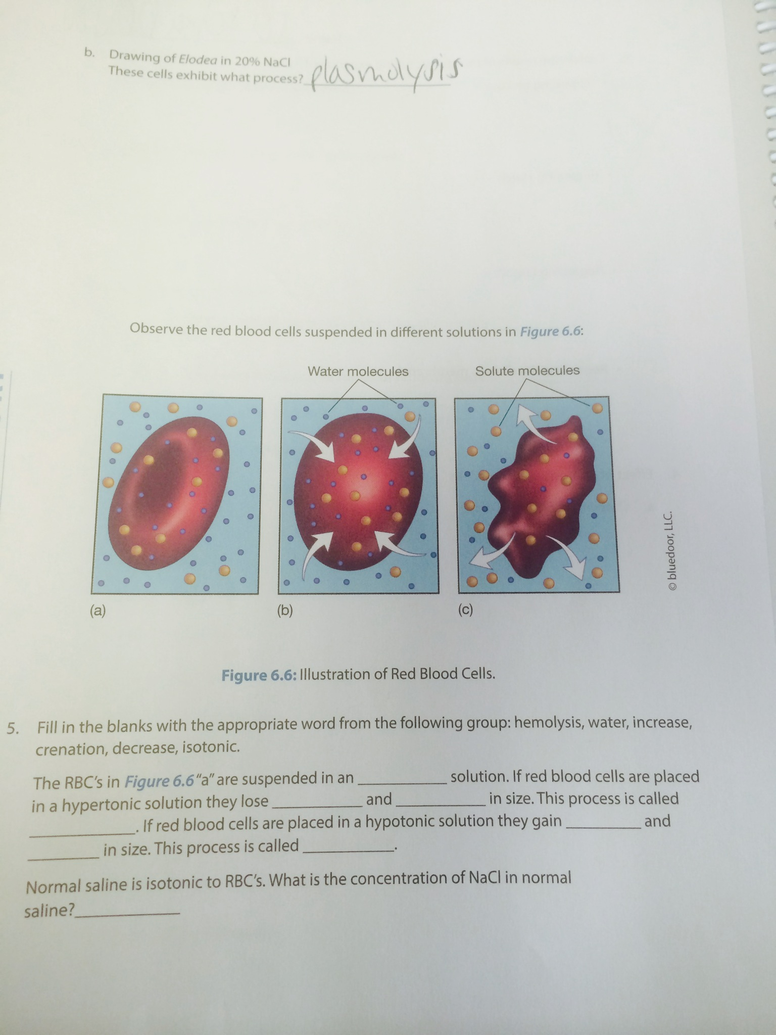 Will Your Cells Shrink? The Surprising Cause Of Crenation - mlot99j
