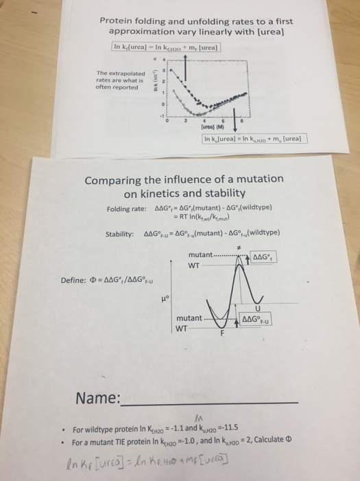 Solved Protein folding and unfolding rates to a first