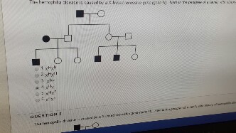 Solved Fill In The X-linked Recessive Pedigree 