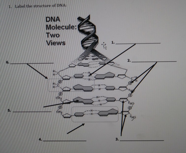 Solved 1. Label the structure of DNA DNA Molecule: Two Views | Chegg.com