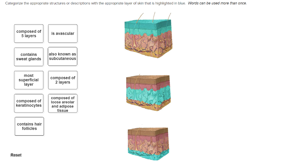 solved-categorize-the-appropriate-structures-or-descriptions-chegg