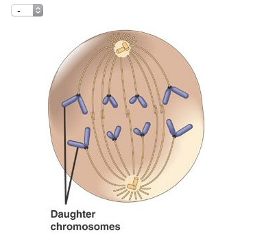 Solved Spindle Metaphase plate Centrosome at one spindle | Chegg.com