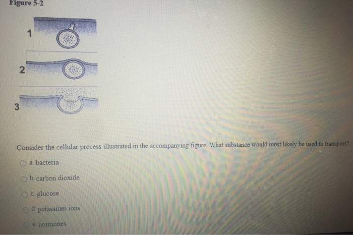 Solved Consider the cellular process illustrated in the | Chegg.com