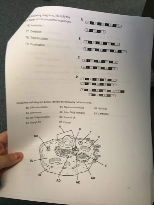 Solved Following diagram, identify the type of chromosomal | Chegg.com