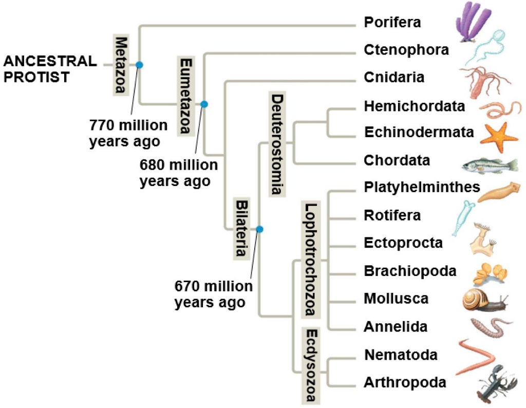 Phylogenetic Tree Animals