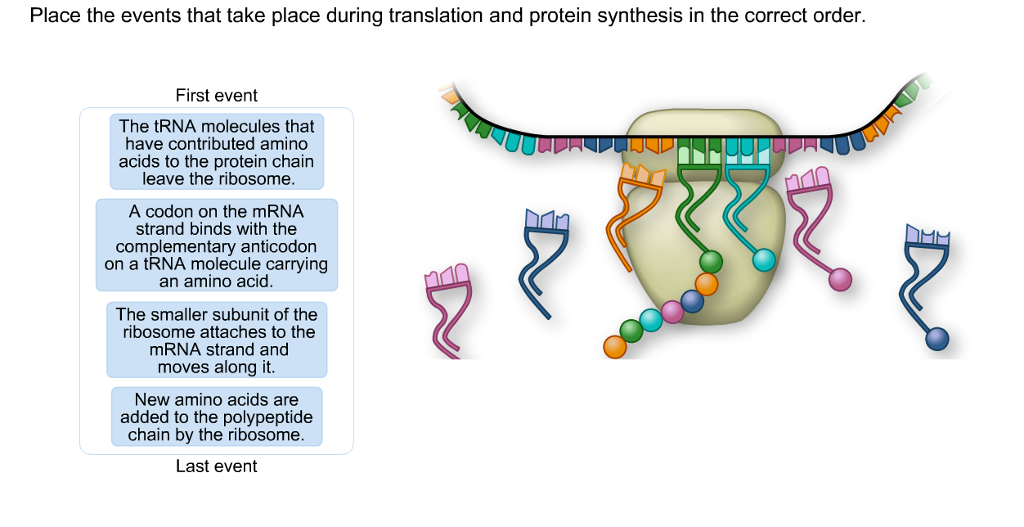 ribosomes and protein synthesis sequence of events ribosomes and protein synthesis sequence of events