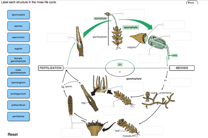 Moss Life Cycle Worksheet