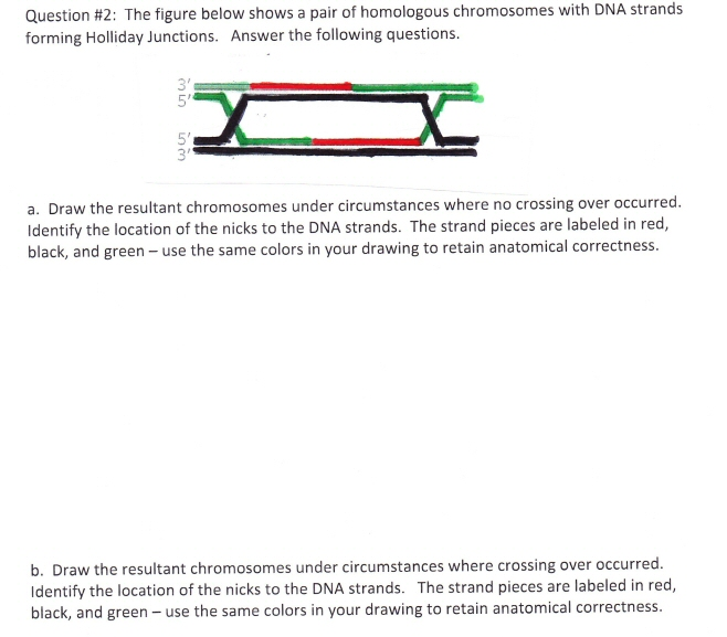 Solved The figure below shows a pair of homologous | Chegg.com