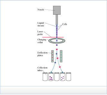 Solved Flow cytometry, illustrated in the figure, is a | Chegg.com