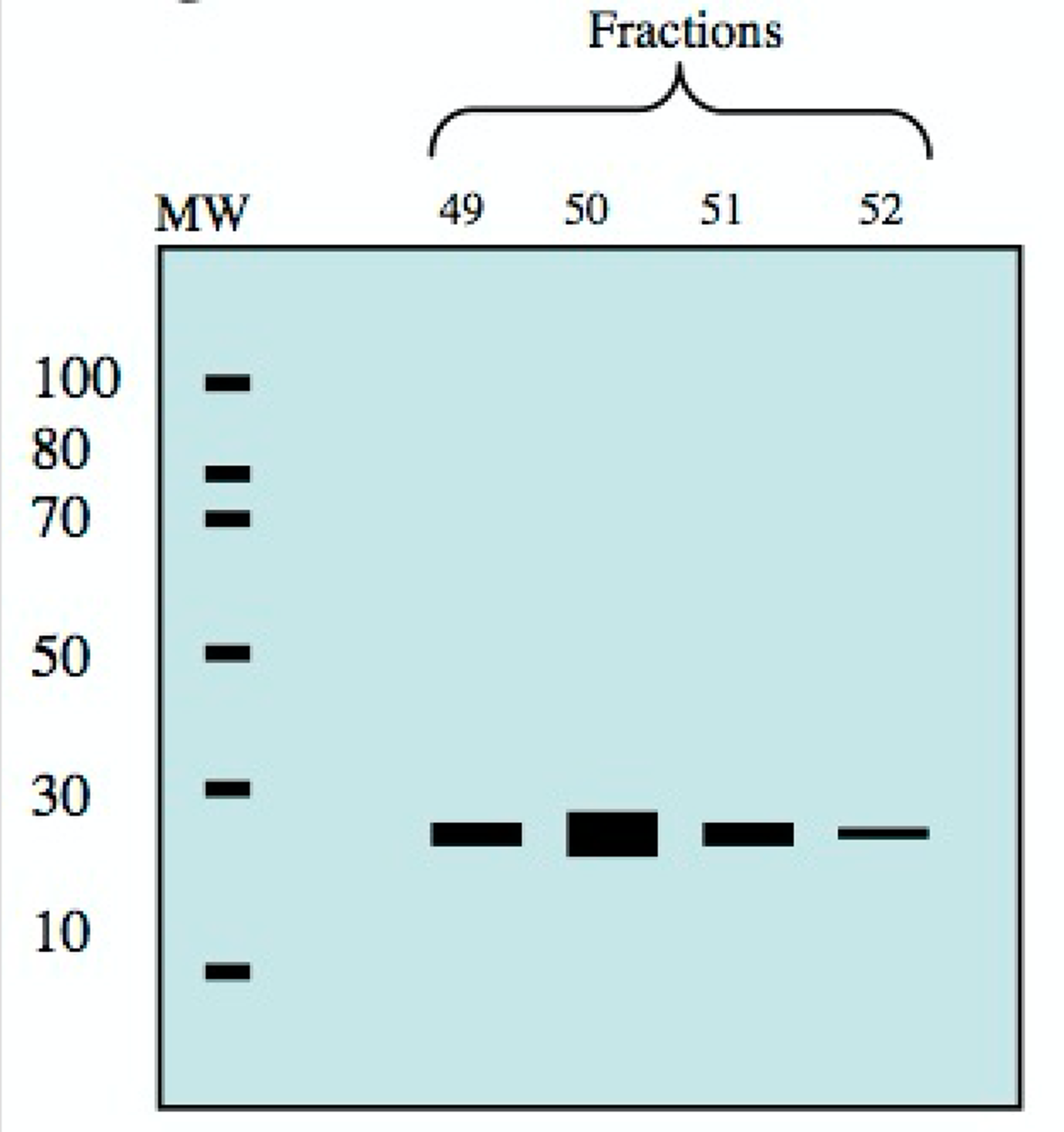 you-perform-a-gel-filtration-experiment-and-measure-chegg