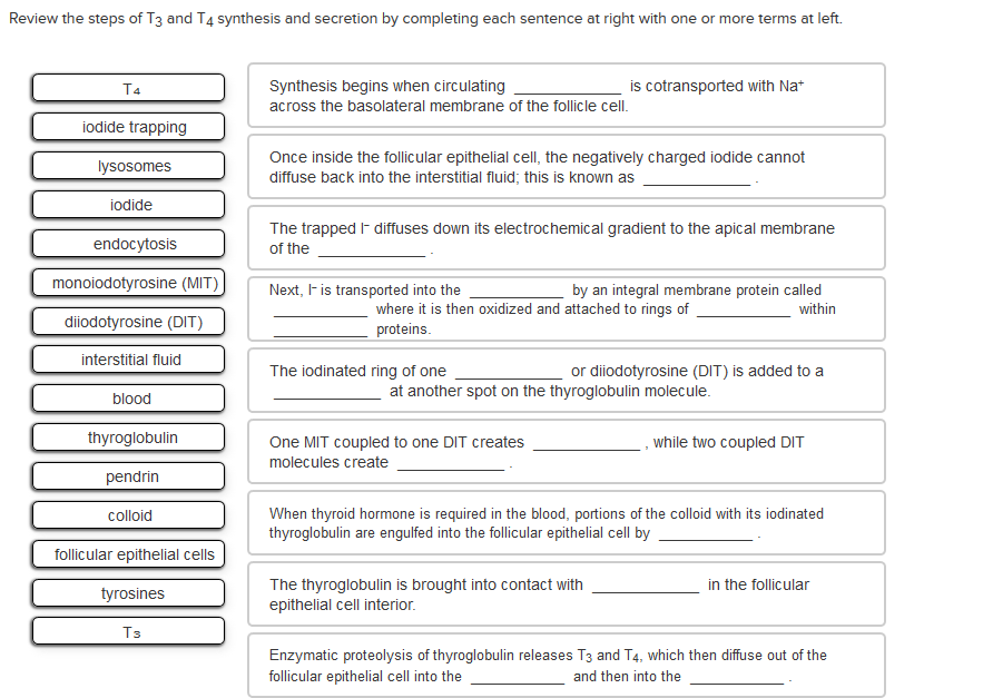 Solved Review The Steps Of T3 And T4 Synthesis And Secretion Chegg