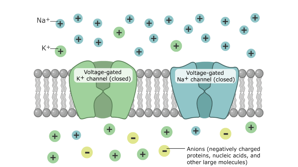Solved Animal cells maintain a concentration gradient of