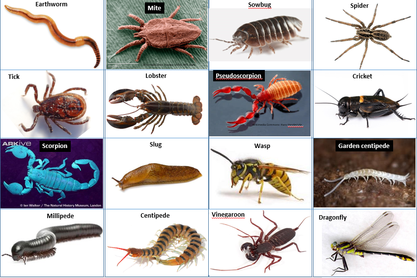 Solved PART 1 – Classification of arthropods | Chegg.com