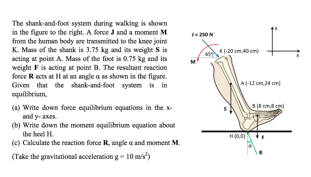 Solved J = 250 N 450 K (-20 cm,40 cm). The shank-and-foot | Chegg.com