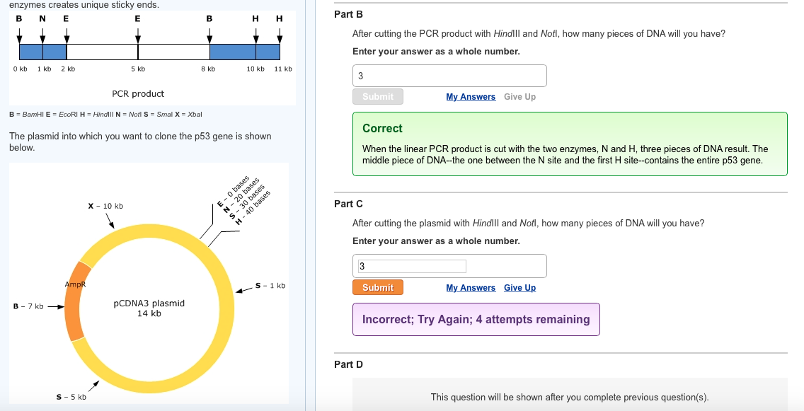 Solved Enzymes Creates Unique Sticky Ends. H H 5 Kb 0 Kb 1 | Chegg.com