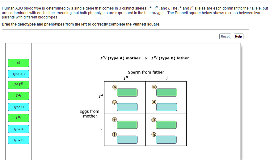 solved-human-abo-blood-type-is-determined-by-a-single-gene-chegg