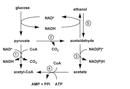 Solved Following the consumption of alcohol (ethanol), there | Chegg.com