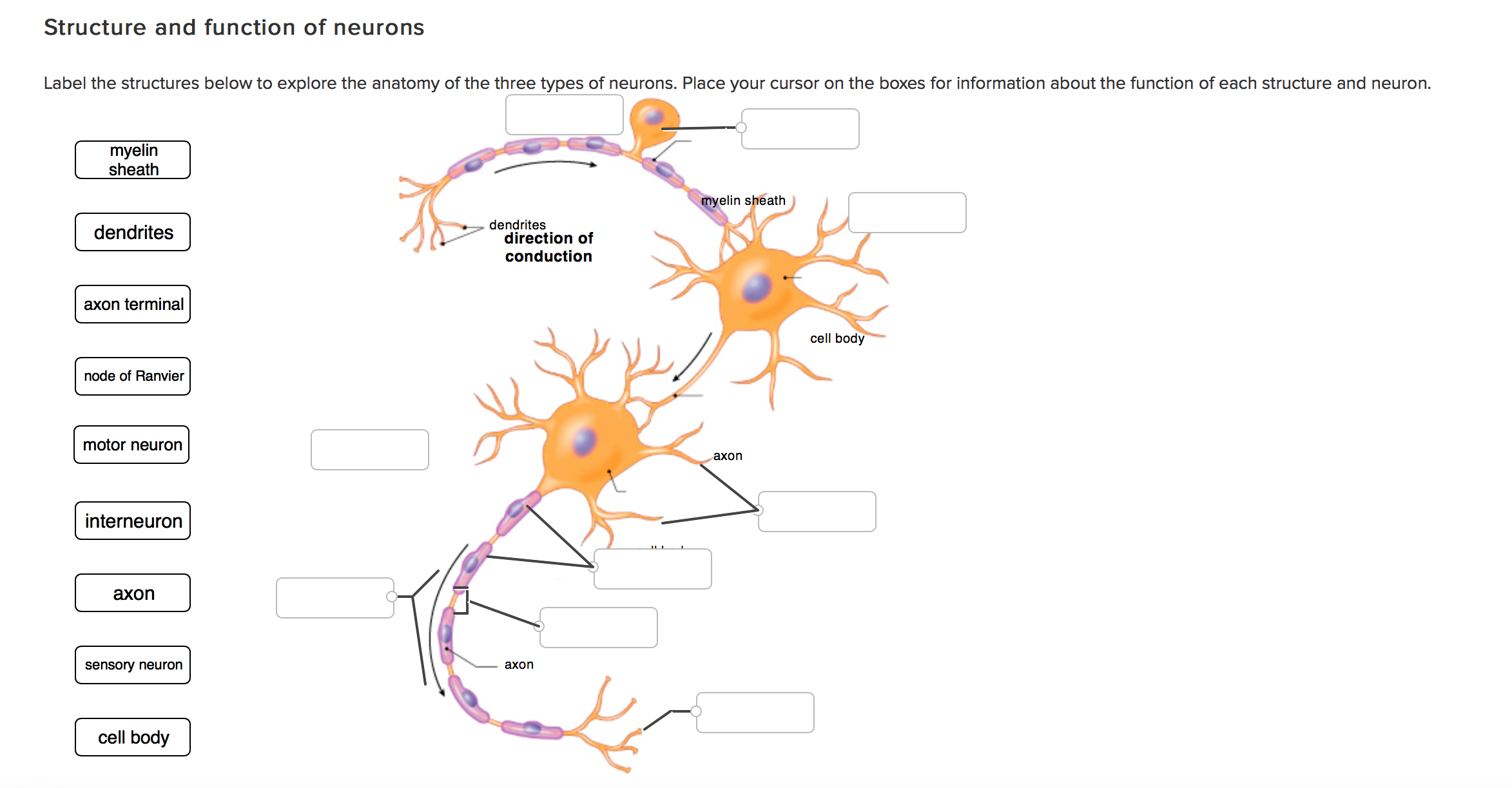 Neuron Labeling Worksheet Answers