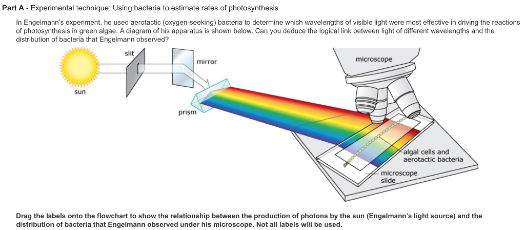 Engelmann Experiment