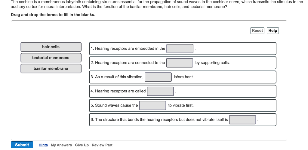 Solved The cochlea is a membranous labyrinth containing | Chegg.com