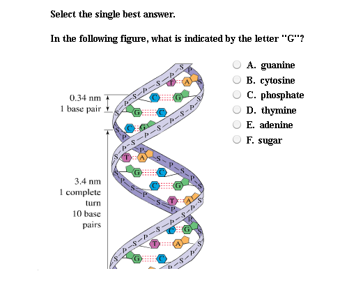 Solved DNA is a polymer made of nucleotide monomers, such as | Chegg.com