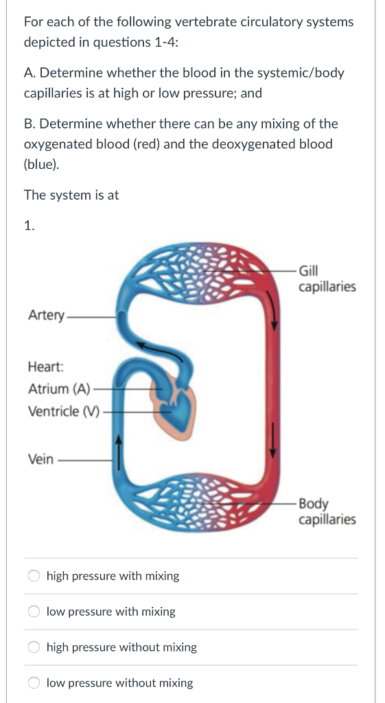 Solved For each of the following vertebrate circulatory | Chegg.com