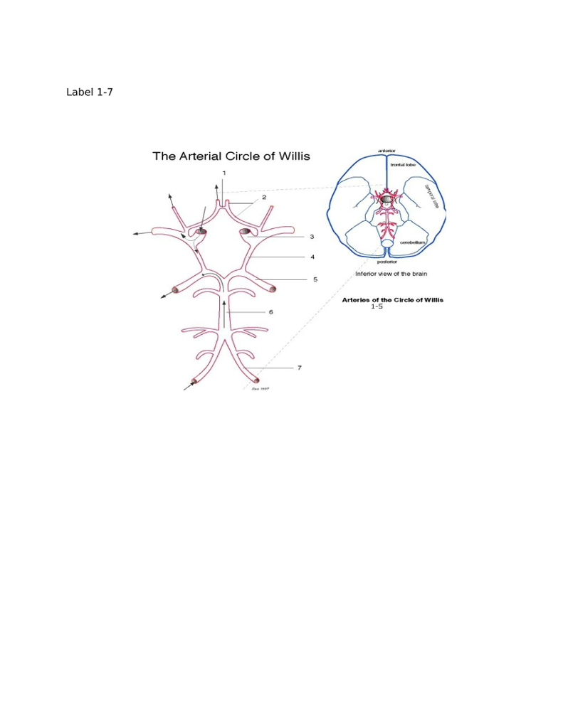Solved Label 1 7 The Arterial Circle Of Willis 3 Podonce Chegg Solved Label 1 7 The Arterial Circle Of Willis 3 Podonce Chegg