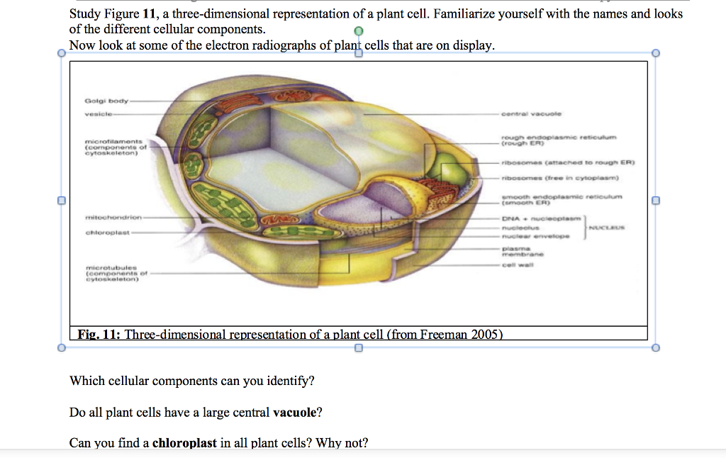 Large Central Vacuole Plant Cell - Aflam-Neeeak