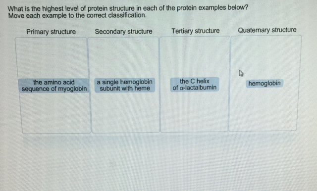 Solved What is the highest level of protein structure in | Chegg.com